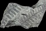 Pennsylvanian Fossil Fern (Lyginopteris) - Alabama #112740-1